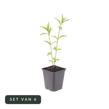Zomeraster Blue Star set van 6 in pot, hoofdfoto op witte achtergrond