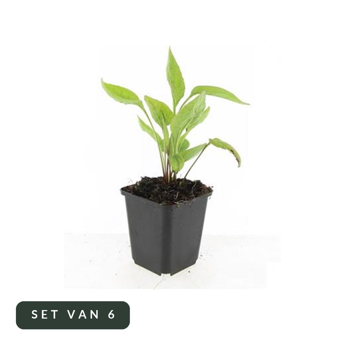 Zonnehoed White Swan in kweekpot, set van 6, op witte achtergrond