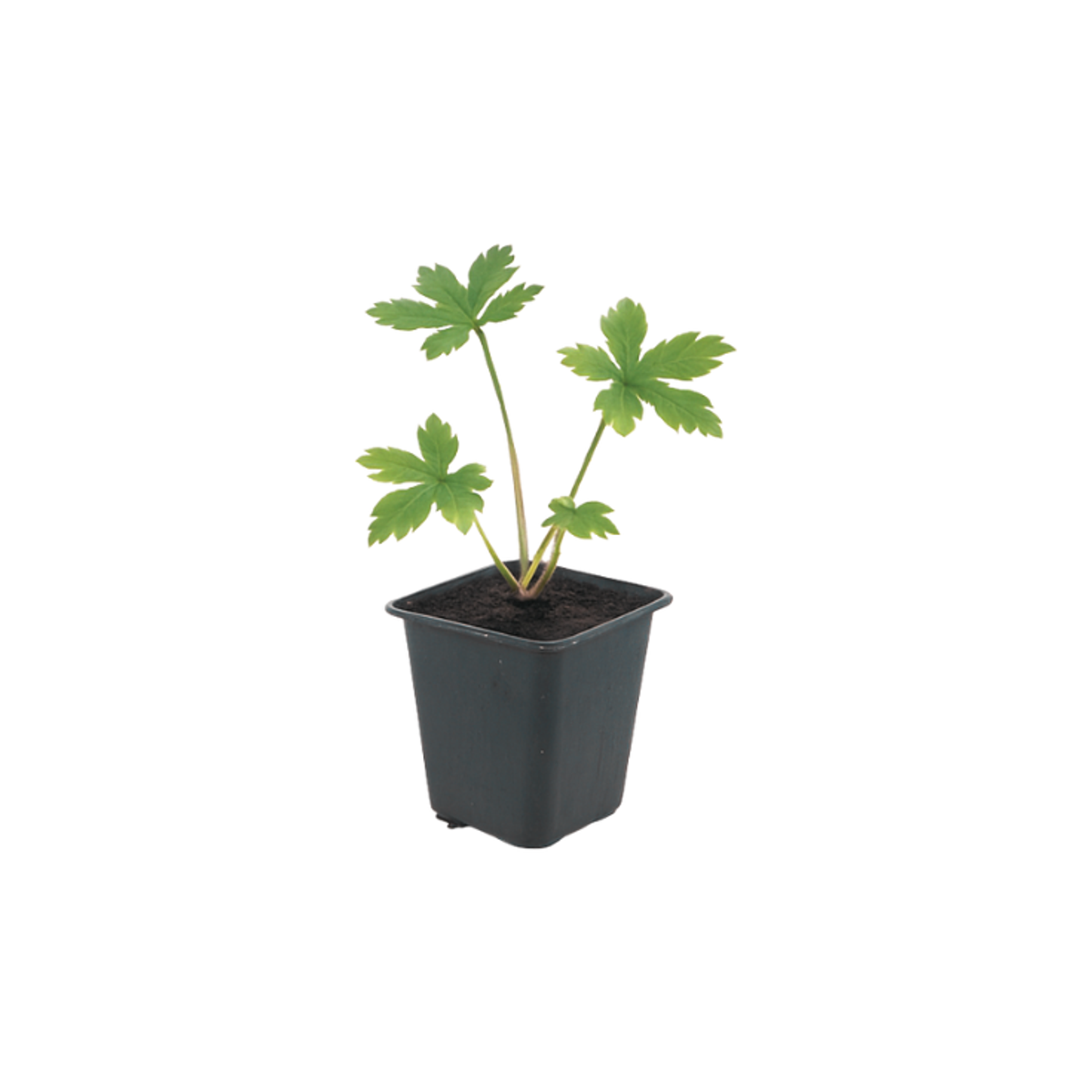 Zeeuws knoopje (Astrantia major) plantje in kweekpot op witte achtergrond