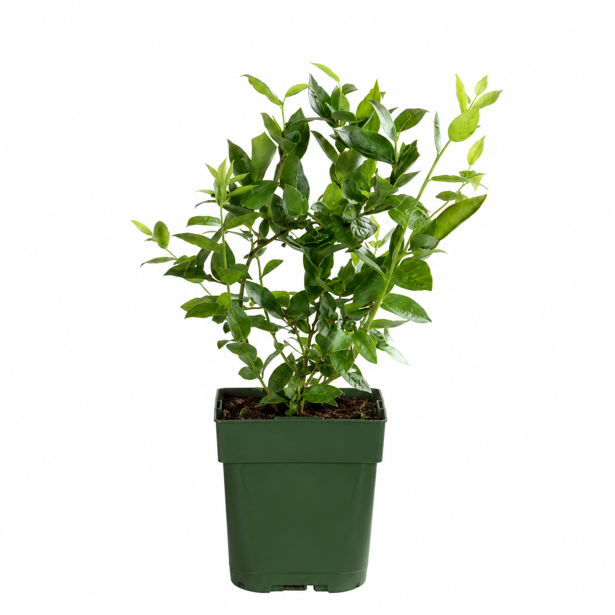 Biologische bosbessenplanten
