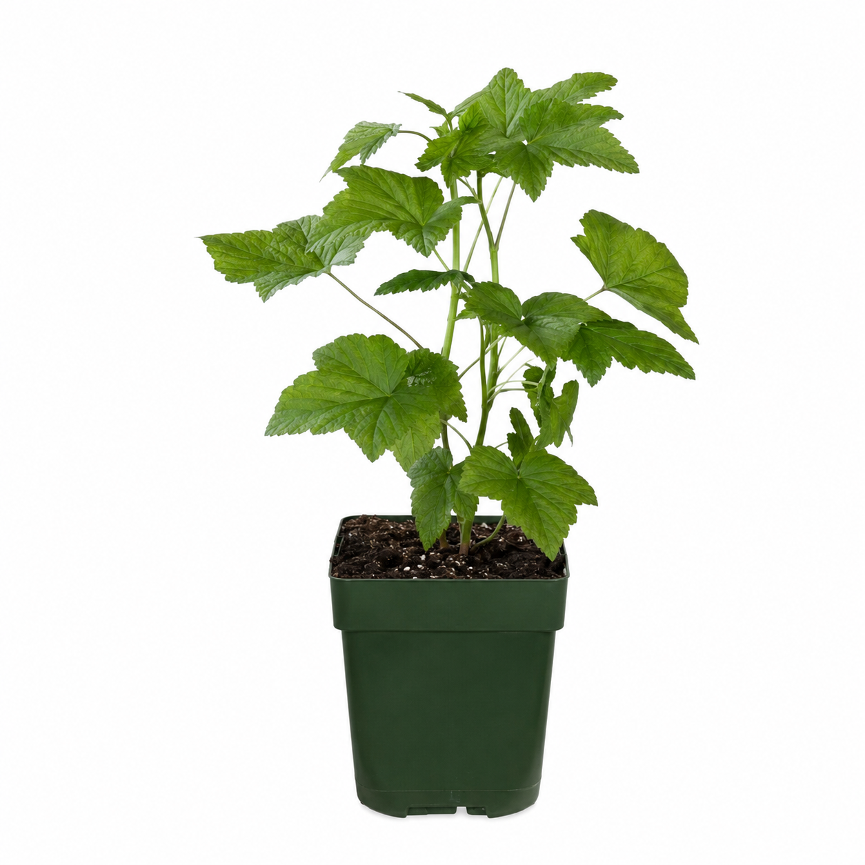 Biologische bramenplanten