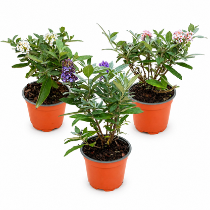 Vlinderstruik 'Butterfly Candy' (Buddleja) op witte achtergrond