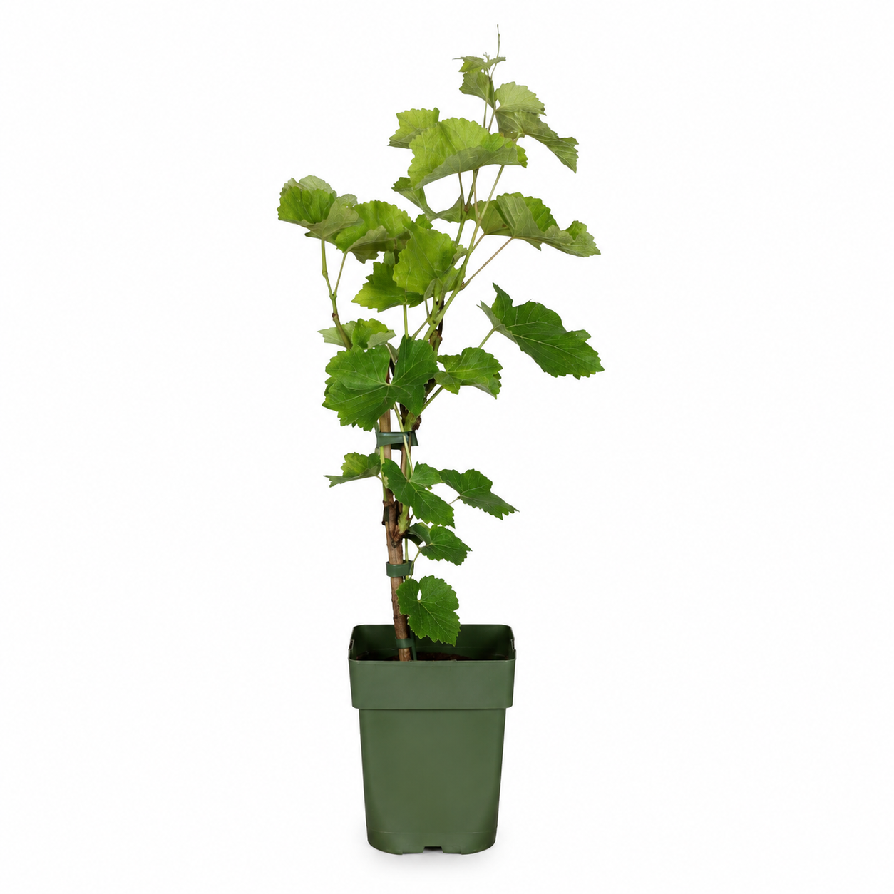 Biologische druivenplanten