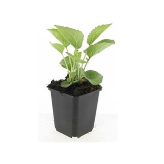 Zonnehoed 'Magnus' (Echinacea) – voor tuin & terras