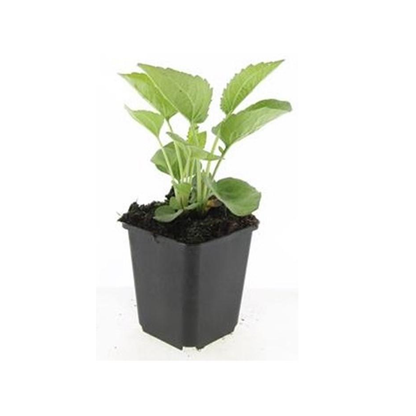 Zonnehoed 'Magnus' (Echinacea) plantje in kweekpot op witte achtergrond