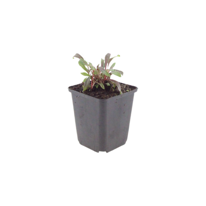 Prachtkaars 'Siskiyou Pink' (Gaura) plantje in kweekpot op witte achtergrond