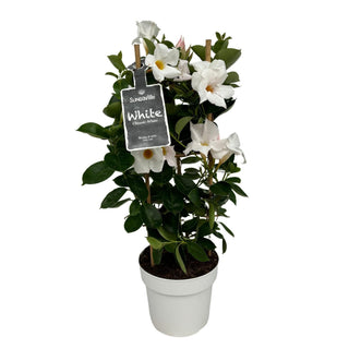 Mandevilla wit - 55 cm – voor tuin & terras