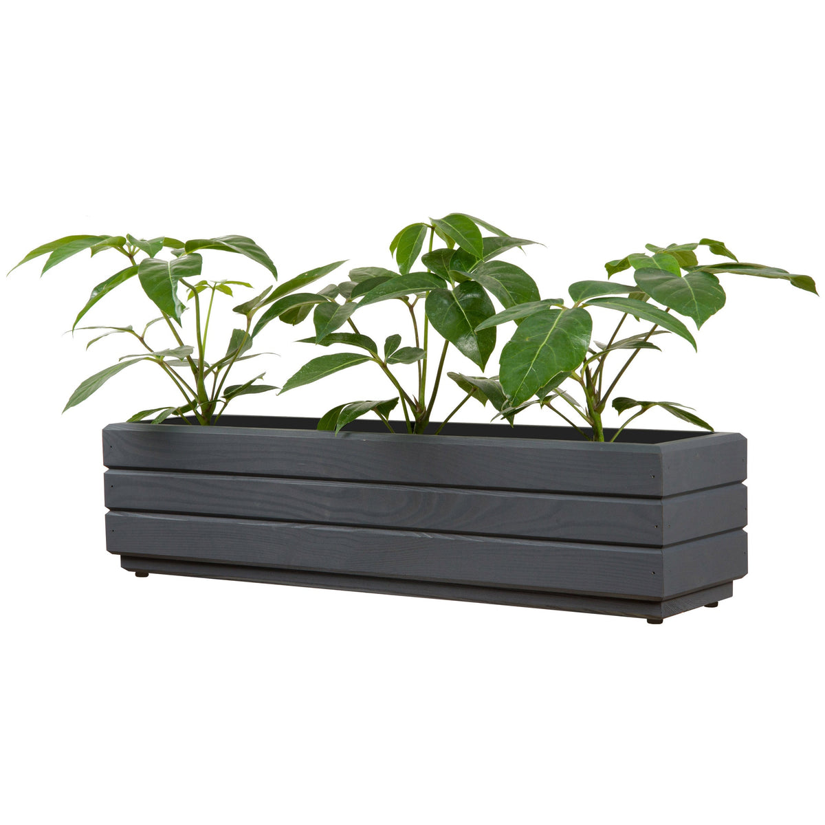 Houten balkonplantenbak 70 cm antraciet met rustige groene beplanting op witte achtergrond 