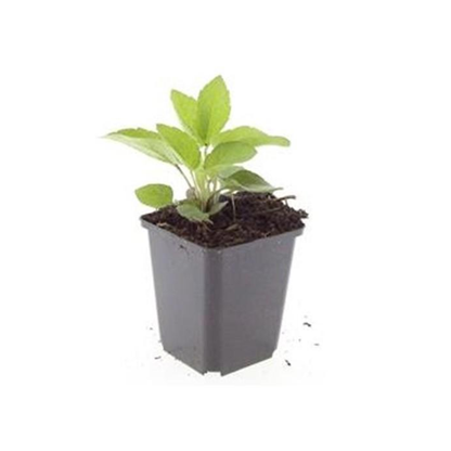 Gele zonnehoed 'Goldsturm' (Rudbeckia) plantje in kweekpot op witte achtergrond