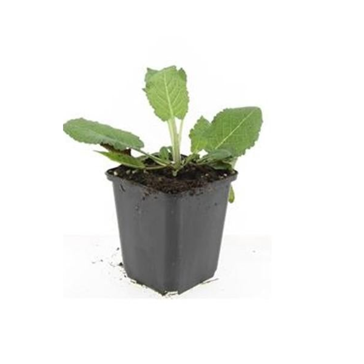 Siersalie 'Mainacht' (Salvia) plantje in kweekpot op witte achtergrond