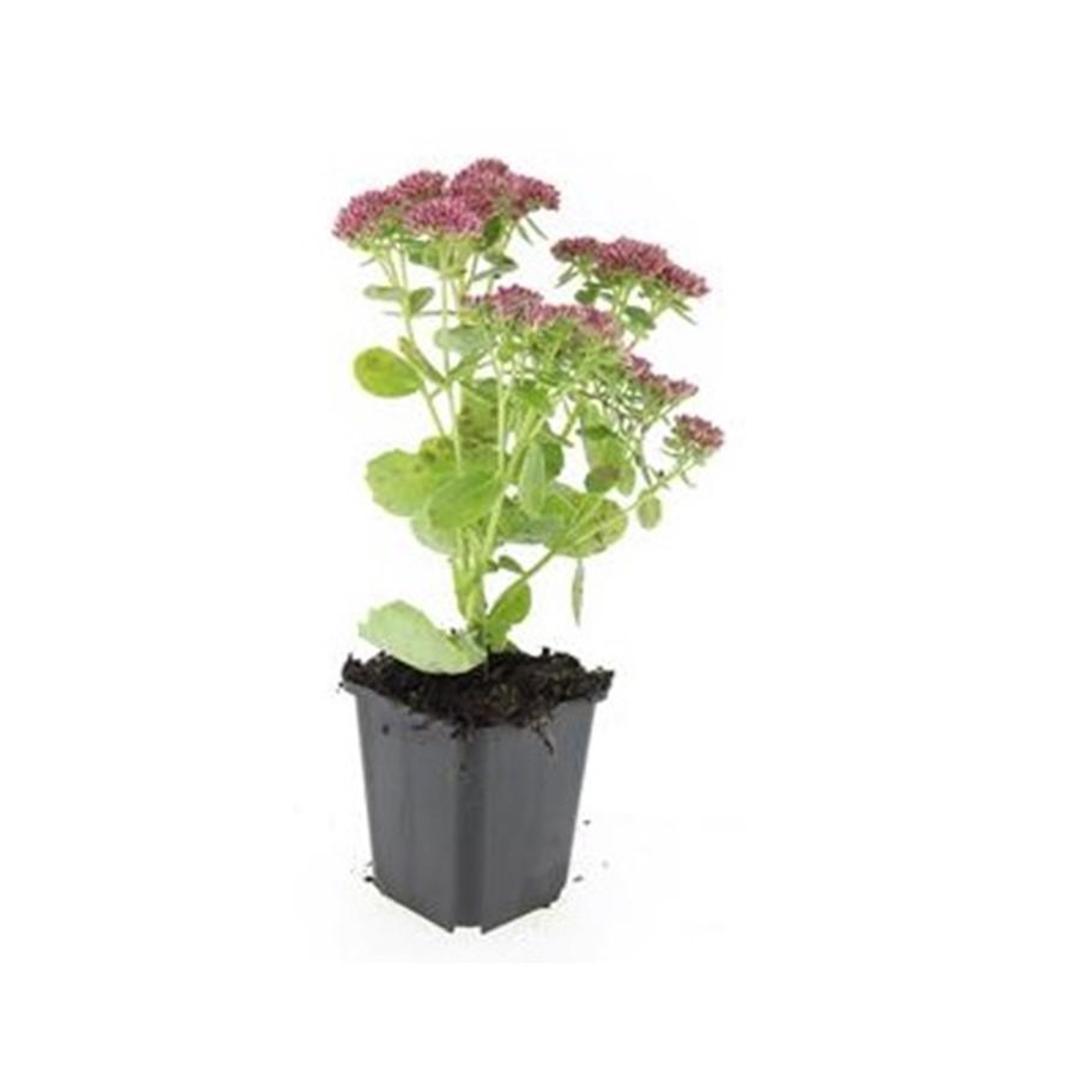Hemelsleutel 'Herbstfreude' (Sedum) plantje in kweekpot op witte achtergrond