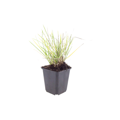 Herfst-blauwgras (Sesleria autumnalis) in kweekpot op witte achtergrond