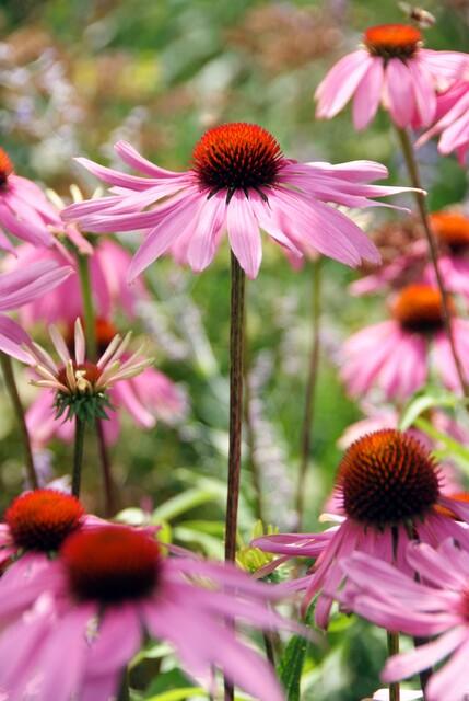Zonnehoed 'Magnus' (Echinacea)