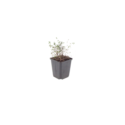 Echte tijm (Thymus vulgaris) - set van 6 – voor tuin & terras