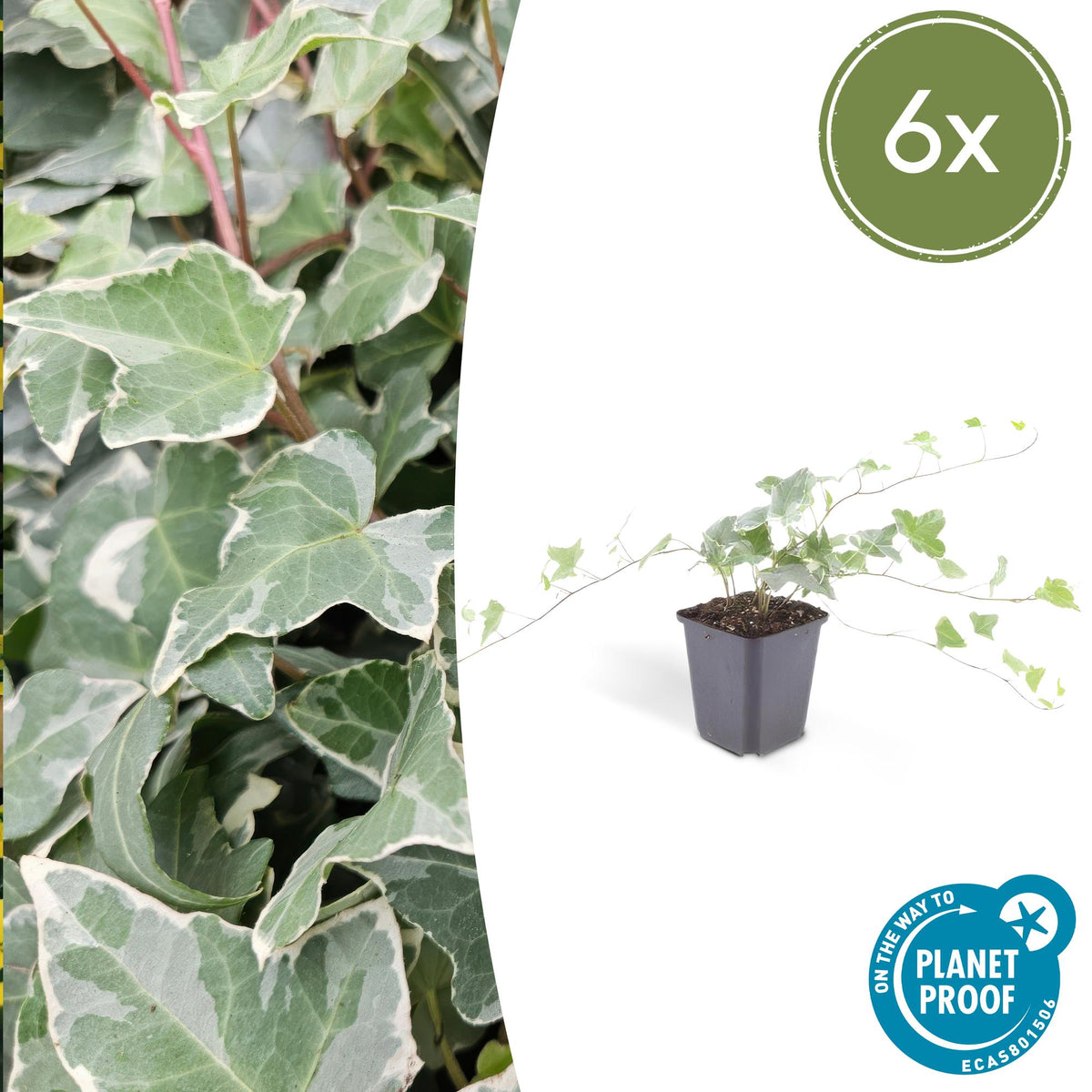 Klimop 'Glacier' - set van 6 – voor tuin & terras