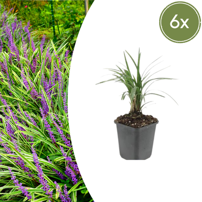 Leliegras 'Moneymaker' - set van 6 – voor tuin & terras