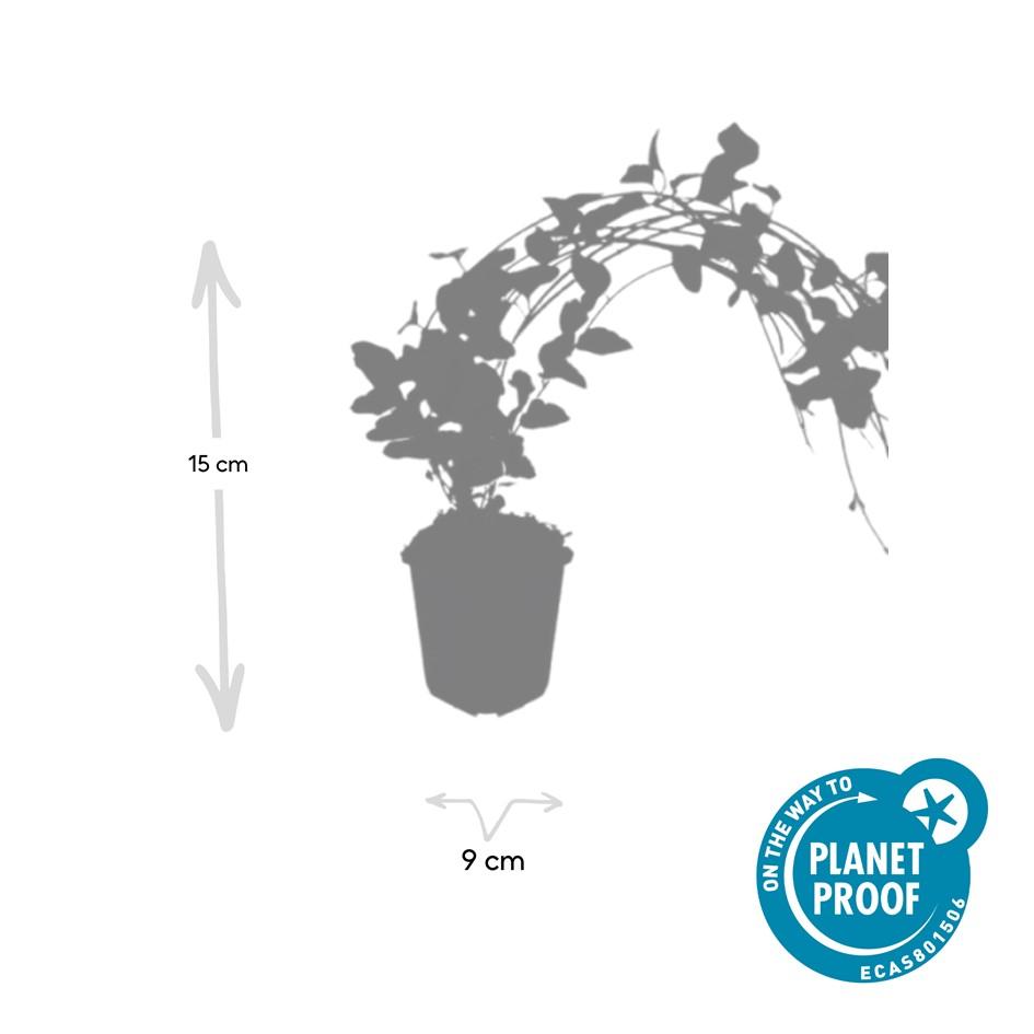 Grote maagdenpalm 'Variegata' - set van 6 – voor tuin & terras