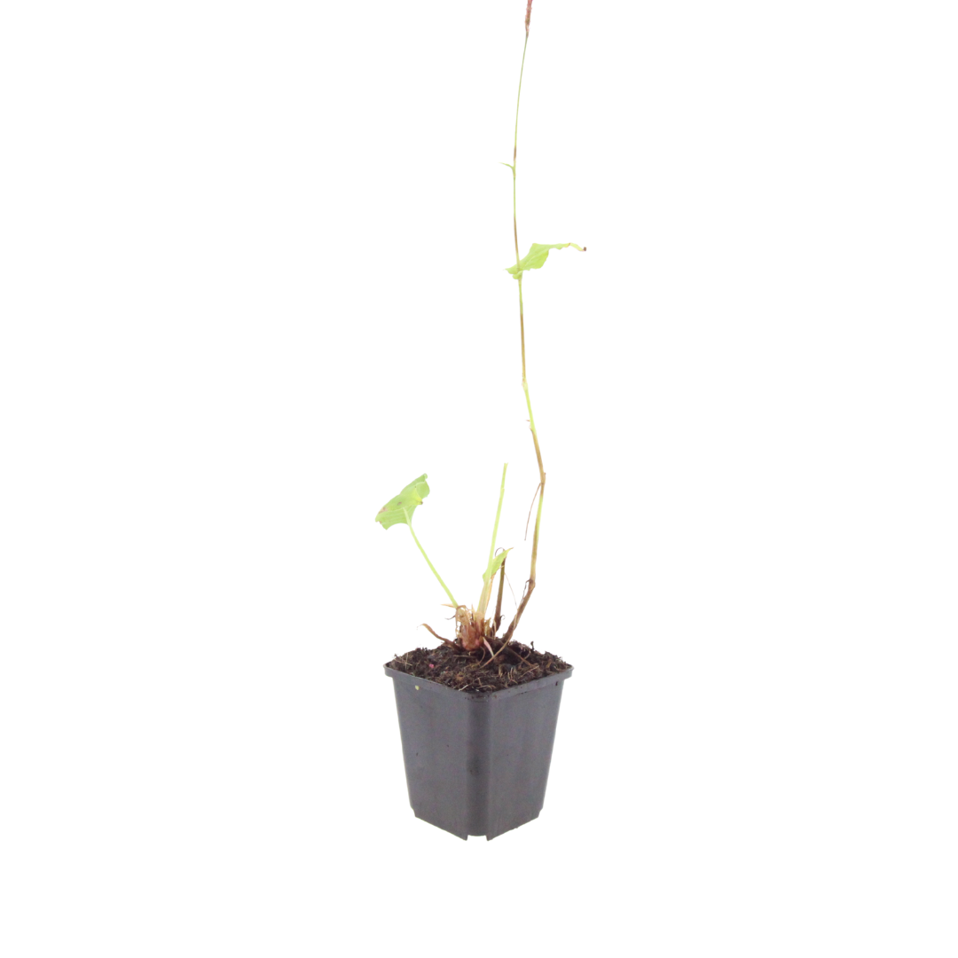 Duizendknoop 'Speciosa' - set van 6 – voor tuin & terras
