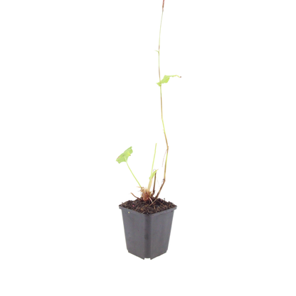 Duizendknoop 'Speciosa' - set van 6 – voor tuin & terras