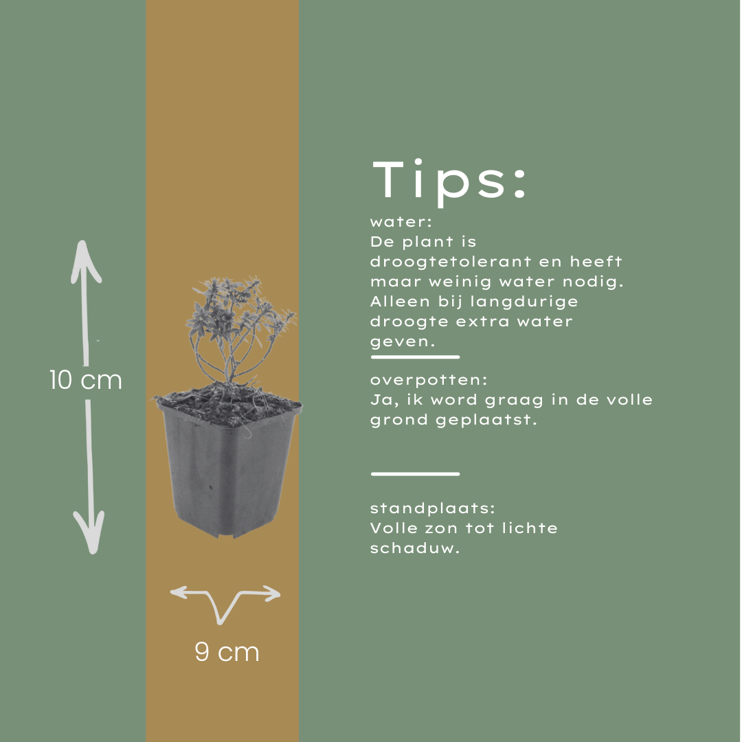Scheefbloem 'Schneeflocke' - set van 6 – voor tuin & terras