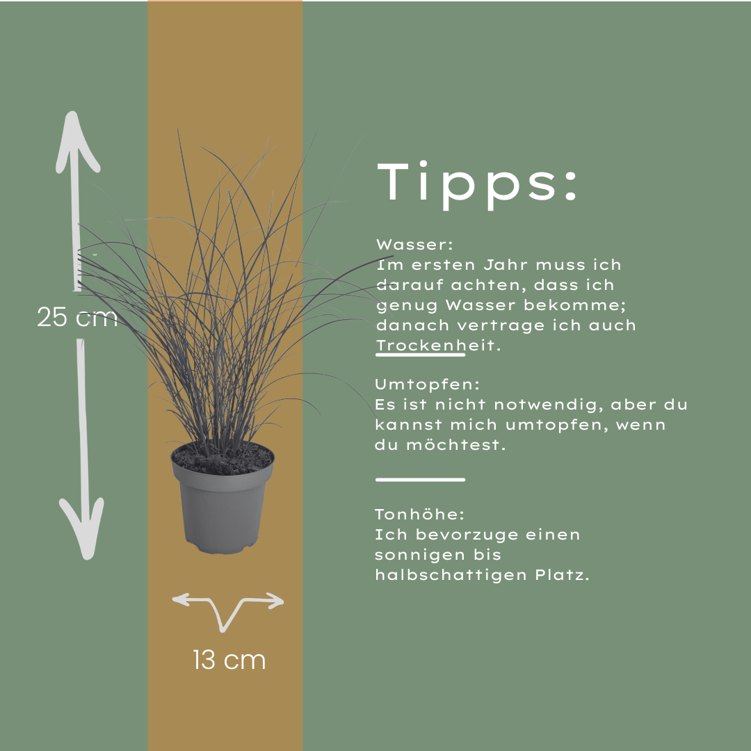 Prachtriet 'Gracillimus' - set van 3 – voor tuin & terras