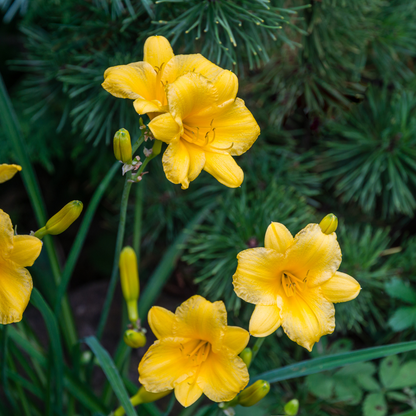Daglelie 'Stella de Oro' - set van 6 – voor tuin & terras