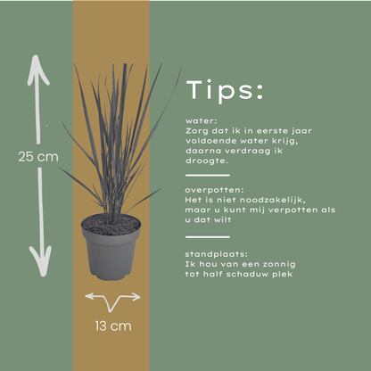 Vingergras 'Northwind' - set van 3 – voor tuin & terras