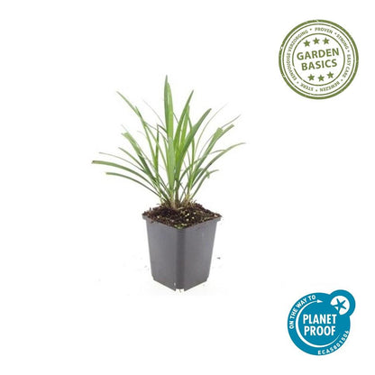 Leliegras 'Ingwersen' - set van 6 – voor tuin & terras