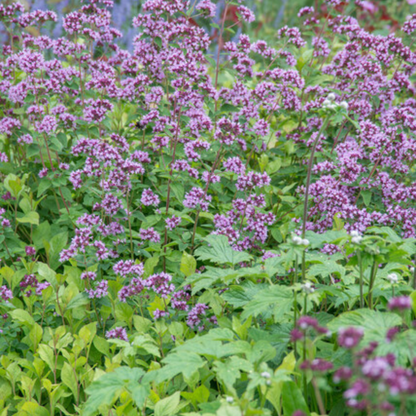 Sieroregano 'Herrenhausen' - set van 6 – voor tuin & terras