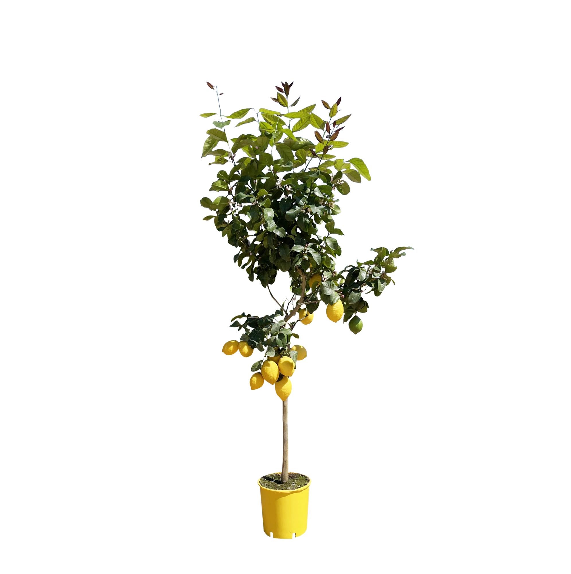 Citroenboom - 140 cm