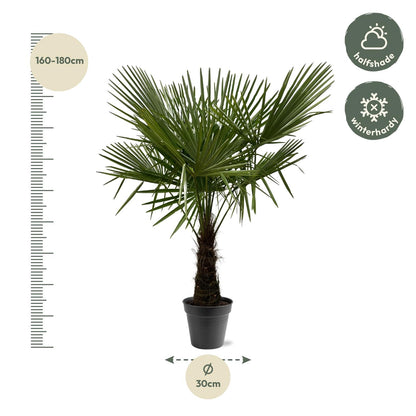 Waaierpalm Trachycarpus - 160-180 cm