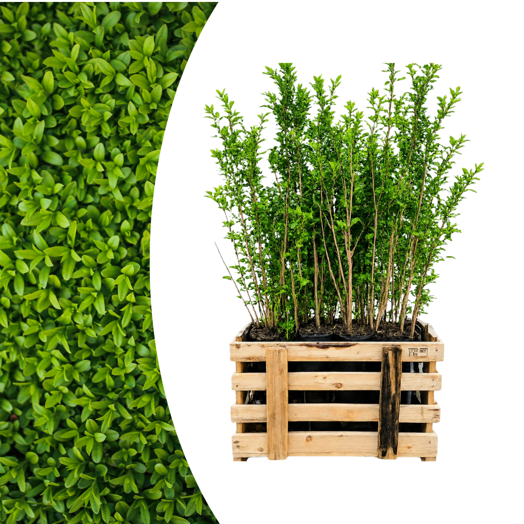 Palletdeal Haagplanten:  50 Ligustrum Ovalifolium ↕ 60-80 - Ø 19cm | Mini Pallet