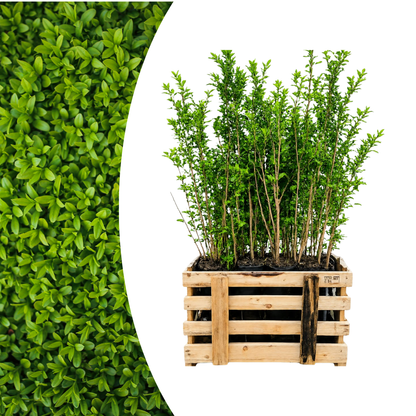 Palletdeal Haagplanten:  50 Ligustrum Ovalifolium ↕ 60-80 - Ø 19cm | Mini Pallet