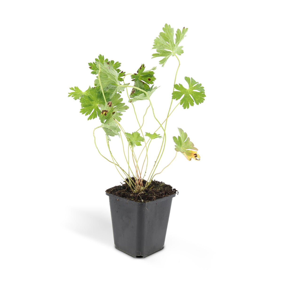 Geranium 'Rozanne', productfoto 3