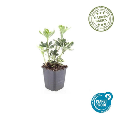 Schaduwkruid 'Variegata' - set van 6 – voor tuin & terras