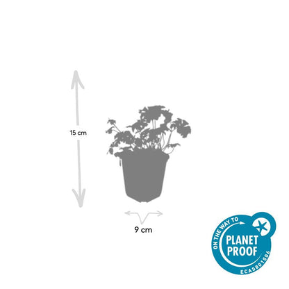 Ooievaarsbek 'Cambridge' - set van 6 – voor tuin & terras