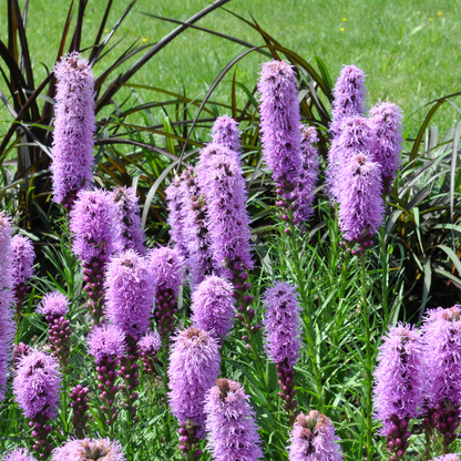 Liatris spicata - set van 6 – voor tuin & terras