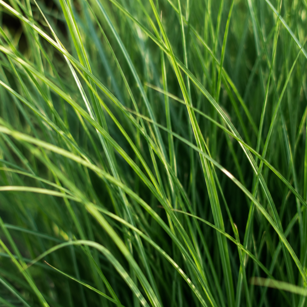 Vingergras 'Northwind' - set van 3 – voor tuin & terras