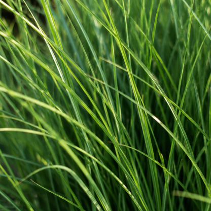 Vingergras 'Northwind' - set van 3 – voor tuin & terras