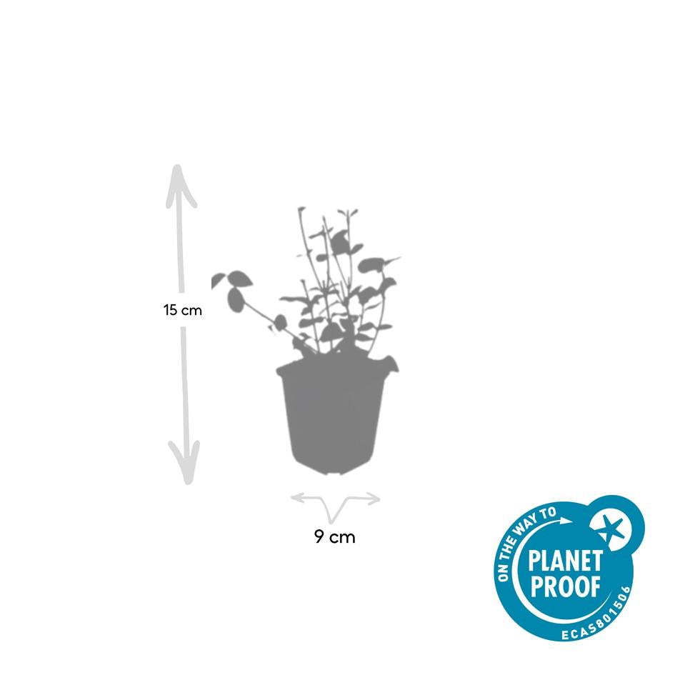 Kardinaalsmuts 'Coloratus' - set van 6 – voor tuin & terras