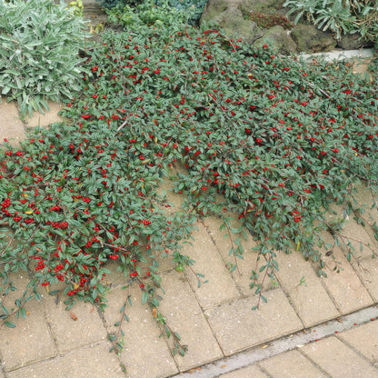 Dwergmispel 'Major' - set van 6 – voor tuin & terras