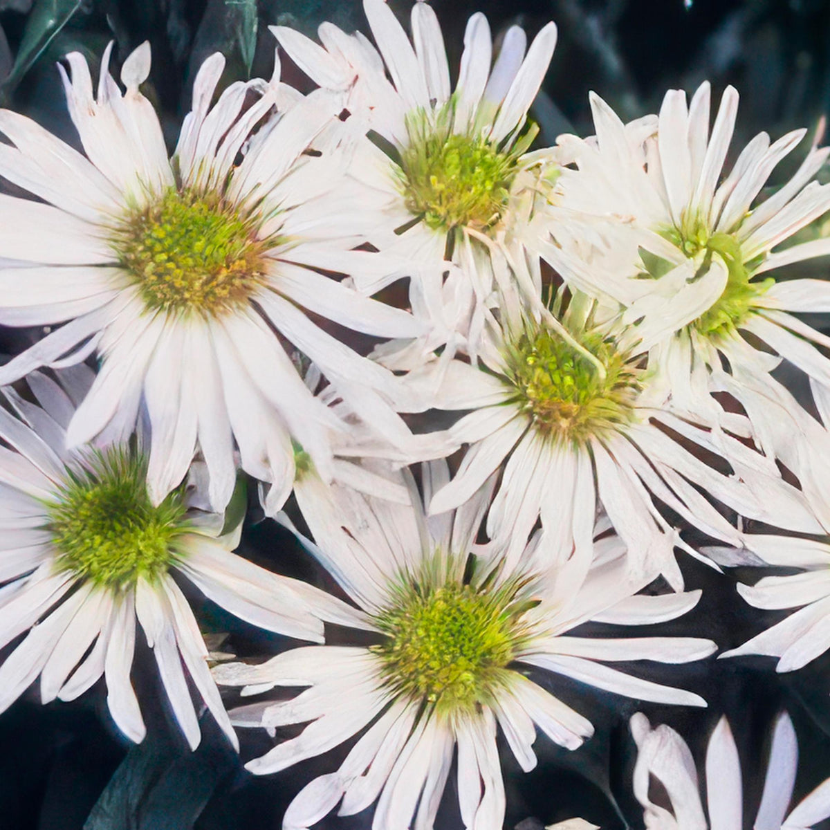 Herfstaster 'Ashvi' - set van 6 – voor tuin & terras