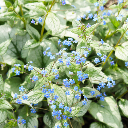 Kaukasisch vergeet-mij-nietje 'Jack Frost' (Brunnera), productfoto 7