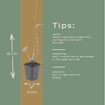 Duizendknoop 'Blackfield' - set van 6 – voor tuin & terras