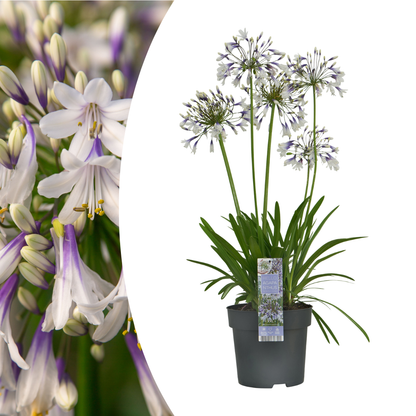 Agapanthus 'Fireworks' — Afrikaanse lelie, wit & blauw (Ø23)