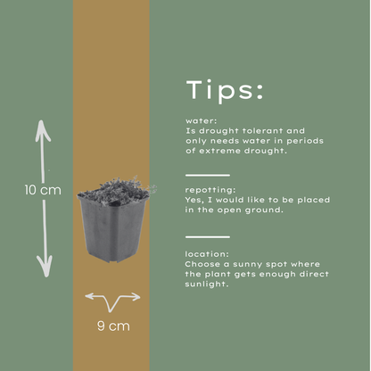 Kruiptijm 'Coccineus' - set van 6 – voor tuin & terras