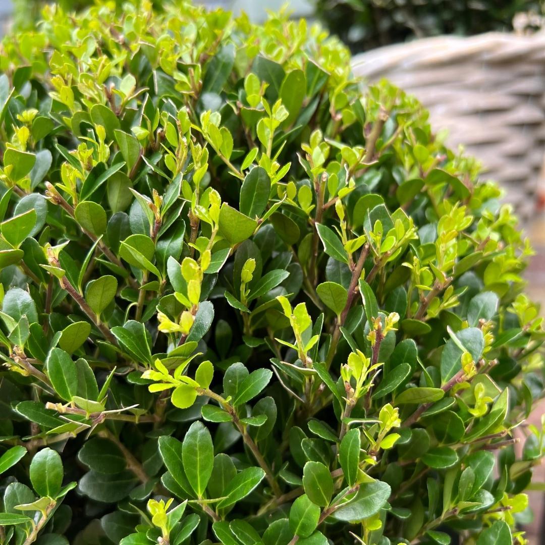 Japanse hulst 'Jenny' bol XL - set van 2 – voor tuin & terras