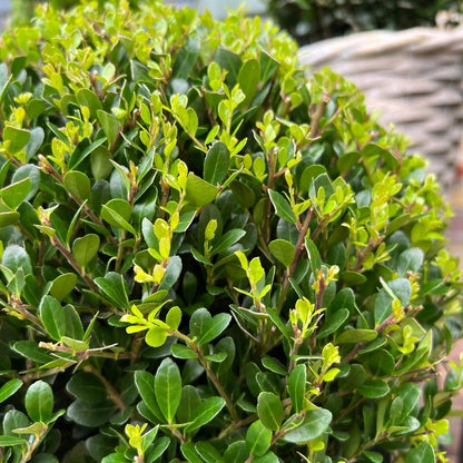 Japanse hulst 'Jenny' bol XL - set van 2 – voor tuin & terras