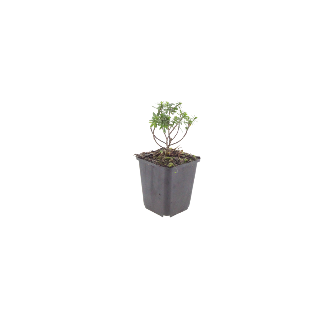 Scheefbloem 'Schneeflocke' - set van 6 – voor tuin & terras