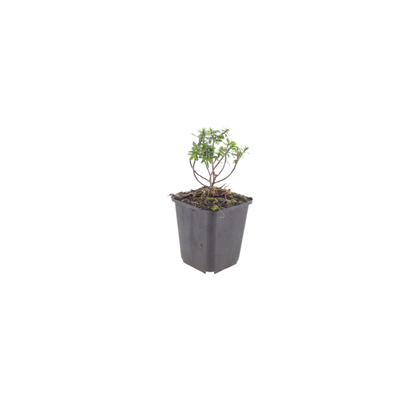 Scheefbloem 'Schneeflocke' - set van 6 – voor tuin & terras